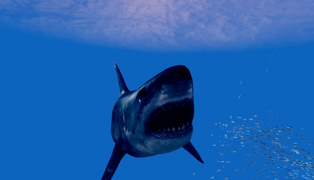 ‘NOAH’S SHARK’ OFFICIAL TRAILER RELEASED AHEAD OF NOVEMBER RELEASE